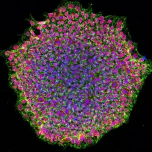 LONGEVITY NEXUS: Cellular Reprogramming in 2026: When the Simulation Started Returning Your Refun